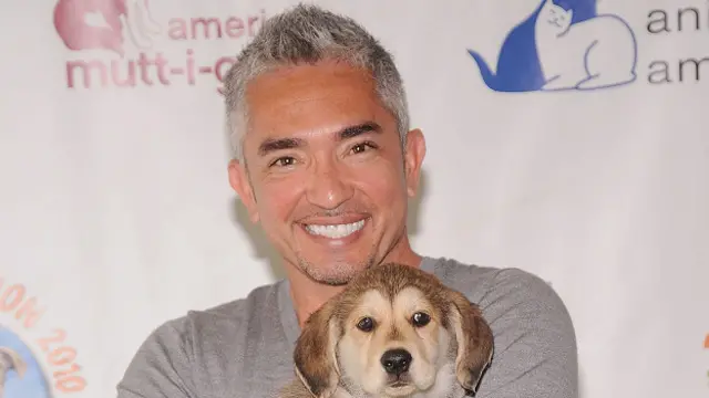 El ataque a un cerdo por el que César Millán, el "Encantador de perros", es  investigado por maltrato animal - BBC News Mundo