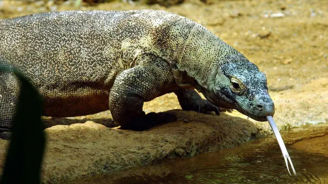 Komodo in london zoo
