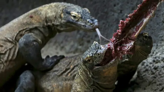 komodo eating