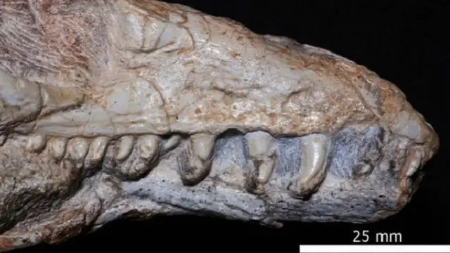 جمجمة الزاحف بقت في هيئة جيدة على نحو استثنائي