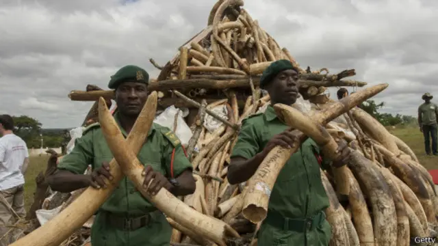 Piles de défenses d'ivoire d'éléphant confisquées au Malawi