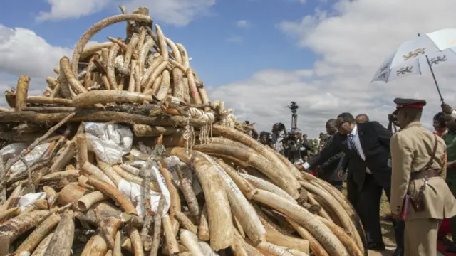 Le président du Malawi Arthur Peter Mutharika inspecte une pile de défenses d'éléphant, Lilongwe, 2015
