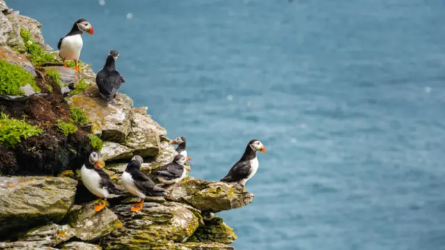 चिड़िया