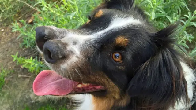 собака із двома носами