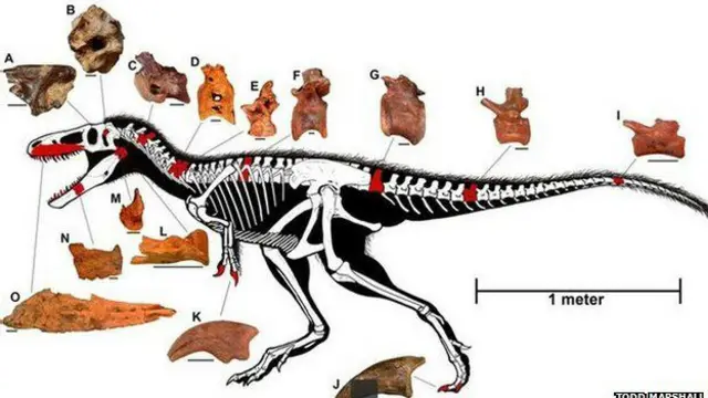 На схеме красные фрагменты - это то, что есть в распоряжении ученых. Вся остальная часть скелата является реконструкцией.