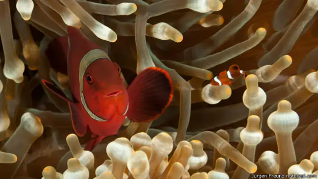 एनिमोनफीश