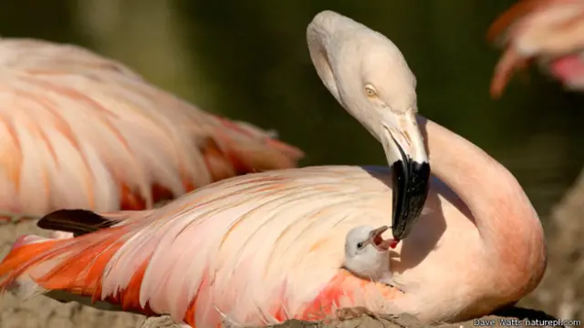 फ़्लैमिंगो