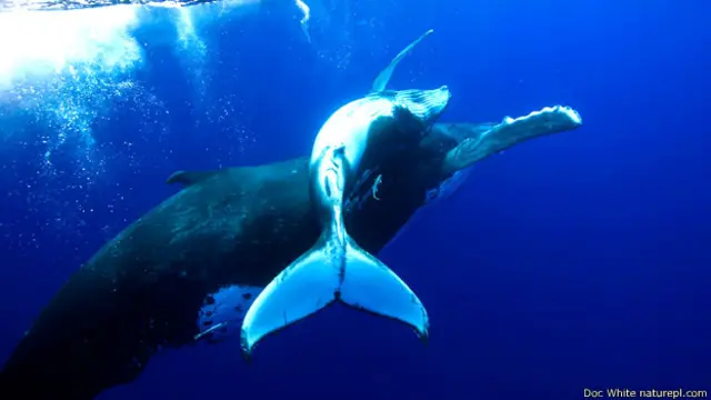 टोंगा में अपने बच्चे को साथ लेकर तैरती एक हंपबैक व्हेल मां.