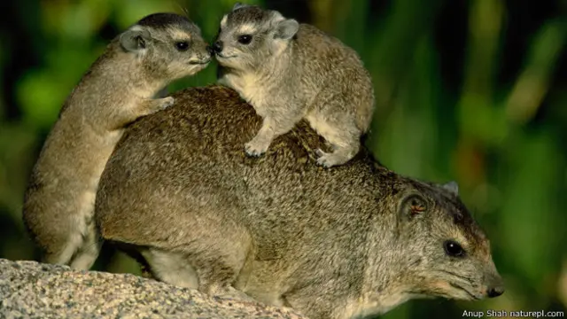 रॉक हाइरैक्स