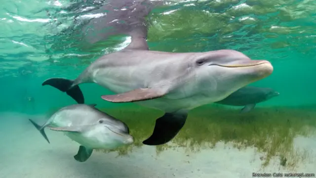 Lumba-lumba hidung botol (Tursiops truncatus) di Honduras .
