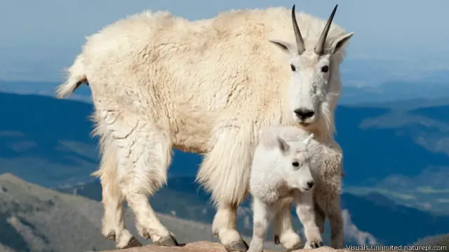 पहाड़ी बकरी