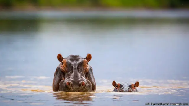 दरियाई घोड़ा और उसका बच्चा, दक्षिण लुंवांगवा राष्ट्रीय उद्यान, जाम्बिया
