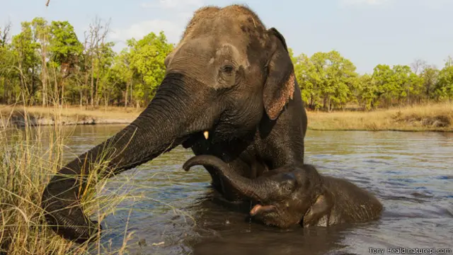 एशियाई हाथी