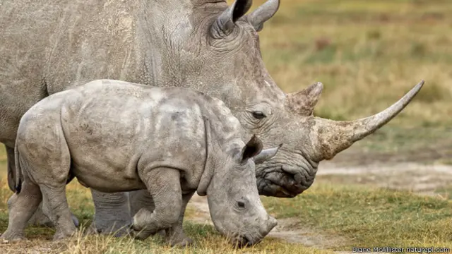 सफेद गैंडा, केन्या