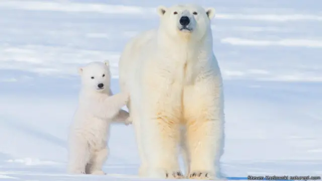 ध्रुवीय भालू
