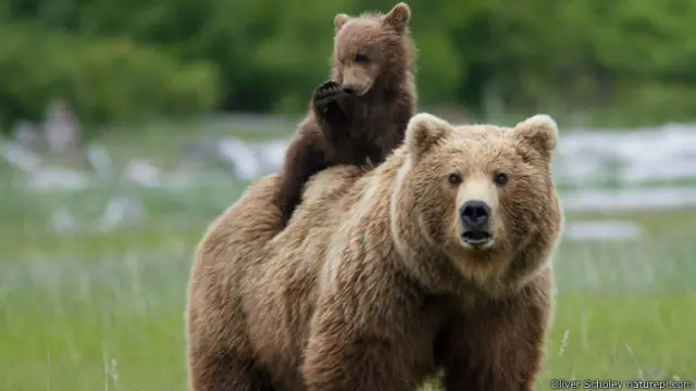 भूरा भालू