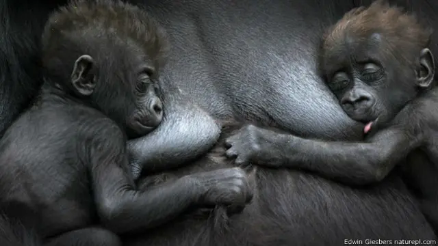 गोरिल्ला