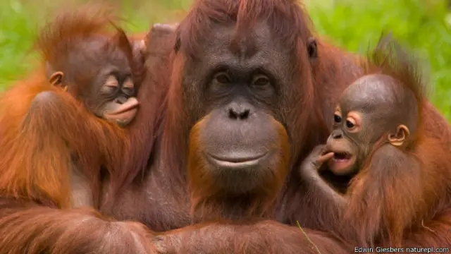 ओरैंगउटैन