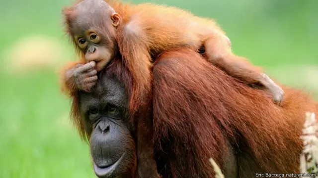 ओरांगुटान