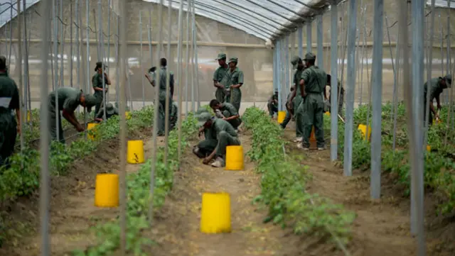 Militares siembran en Venezuels