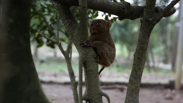 tarsius belitung