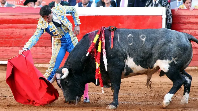 یہ تو سب ہی جانتے ہیں کہ بل فائٹنگ سپین اور اس کی سابق نوآبادیات میں کتنا مقبول کھیل ہے۔ جونئیر بل فائٹر کو توریرو کہتے ہیں اور استاد بل فائٹر کو میٹا ڈور