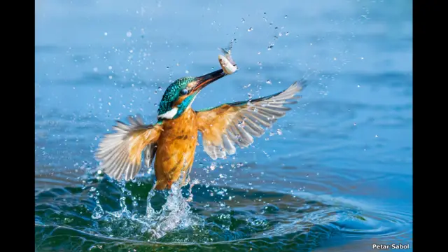 Sony World Photography Awards 2016