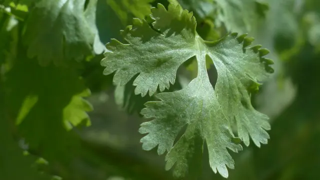 "Bueno es culantro pero no tanto", dicen por ahí.