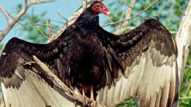 الدراسة تشير إلى أن النسور التركية أخطر على الطائرات الكبيرة من الطائرات بدون طيار