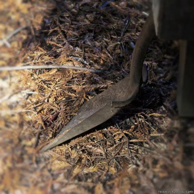 एक किस्म का हथियार