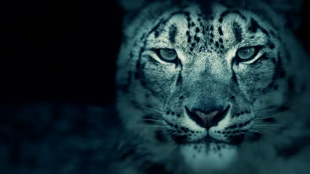 انگریزی میں اسے ’گرے گوسٹ‘ یعنی بھورا بھوت کہتے ہیں