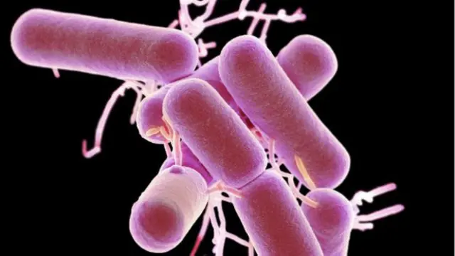Lactobacillus bacterias producen ácido láctico a través de la fermentación de los hidratos de carbono; son hostiles a las bacterias que causan enfermedades.