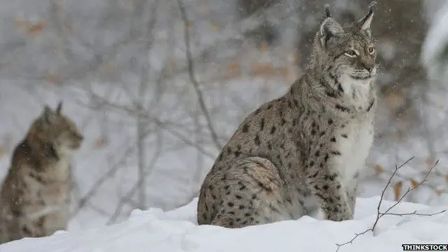 英国山猫信托还提出了将18只山猫（Lynxes）放归从英格兰到苏格兰的多个“试点”的五年“重归荒野”试验。