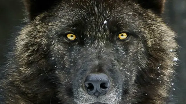 “我们从文化上与狼拉开了距离，把它妖魔化到了非理性的程度。尽管我们更可能被自家养的狗咬伤，但我们都更害怕‘大坏狼’”。