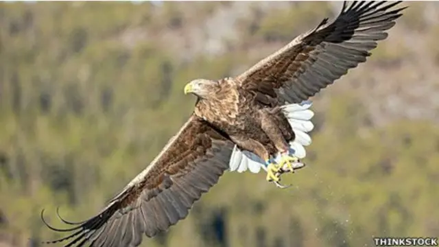 经苏格兰政府特批，绝迹数百年的海鹰已经被重新引入到苏格兰高地的两个“试点”。