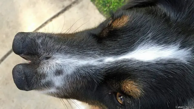 दो नाक वाला कुत्ता