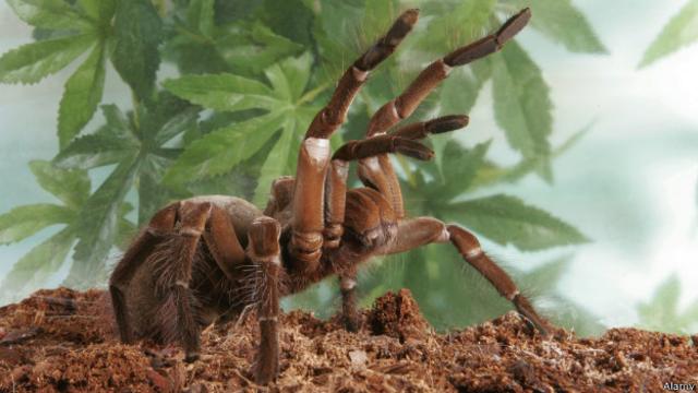 Самый большой в мире паук едва уместится на тарелке - BBC News Русская  служба