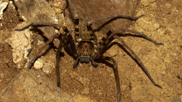 Giant huntsman spider