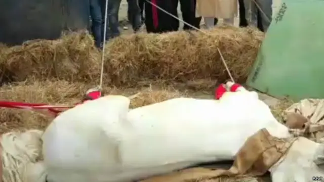 घायल शक्तिमान का उपचार