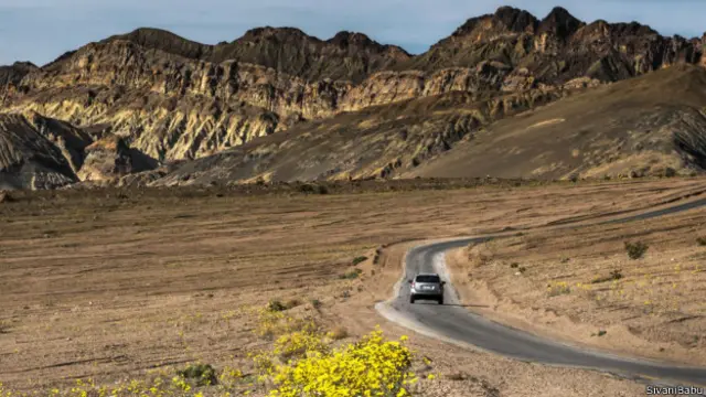 公路邊的一片沙漠向日葵