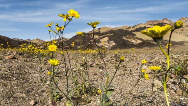 Badwater一路上沙漠向日葵正在盛開。