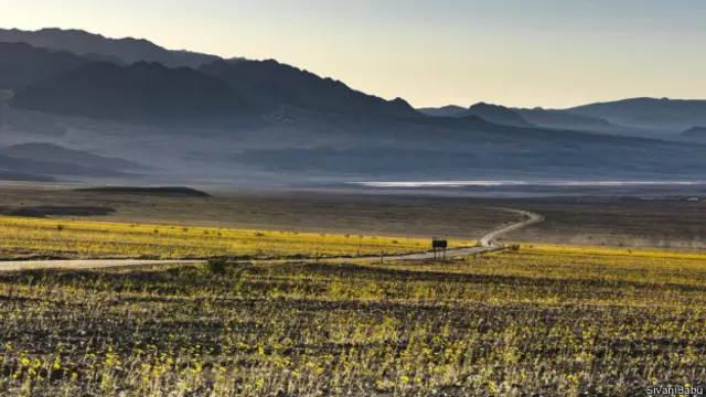 Badwater路邊沙漠向日葵正瘋狂開放。