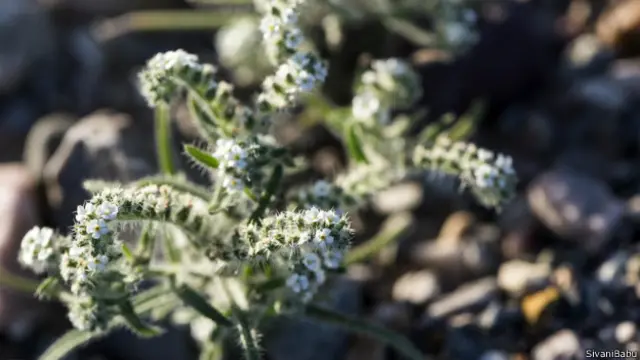 死亡穀國家公園中盛開的鐘穗花。
