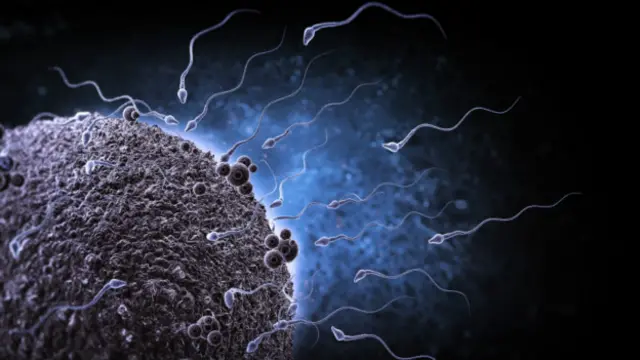 اسپرمها به نزدیک تخمک رسیدهاند