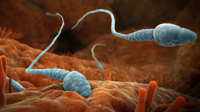 اسپرم در راه رسیدن به تخمک از طریق لوله رحم