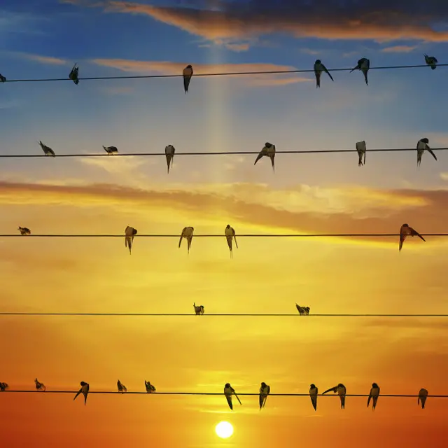 ¿Qué pasa con las aves al final de su vida? ¿Por qué hay aves que se suicidan en India y otras que estallan en Nevada?