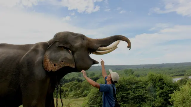 Barokah kini mengasuh Nelson yang berusia 40 tahun.