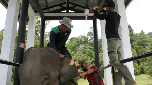 Gajah Sumatra