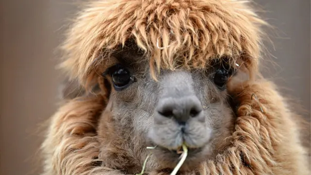 لاما امریکہ میں تھراپی کرنے والے جانور کے طور پر رجسٹرڈ ہیں