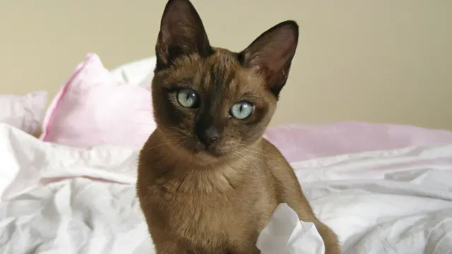 Тонкинская кошка